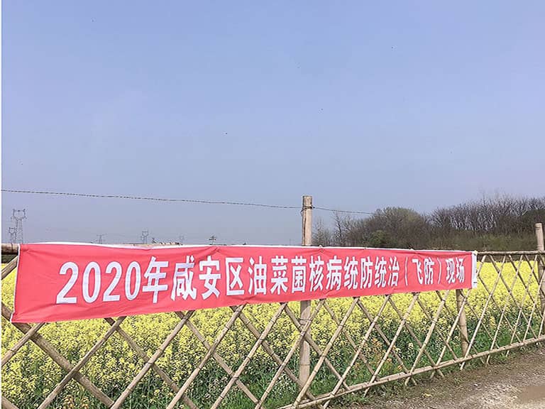 咸安区百米生物油菜菌核病统防统治（飞防）现场