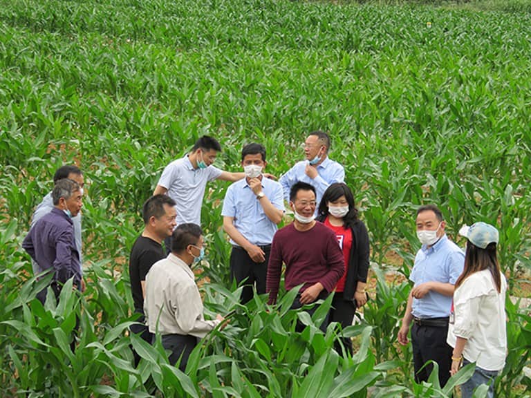 通山县玉米草地贪夜蛾虫情调查