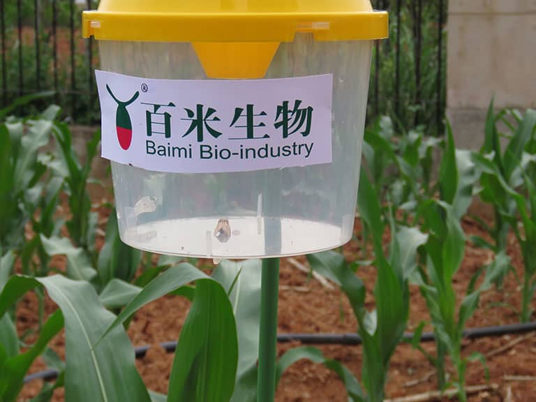 百米生物诱捕器成功捕获草地贪夜蛾