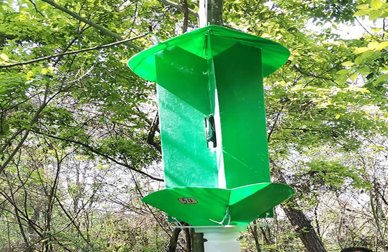 松墨天牛诱捕器安装