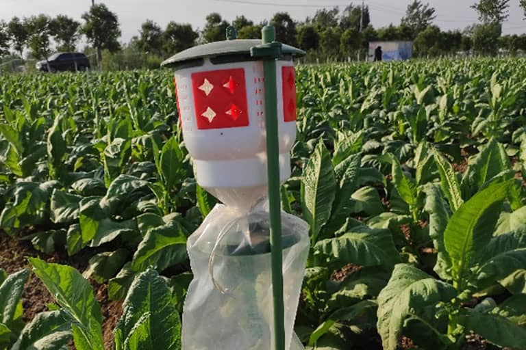 方城县烟青虫监测点