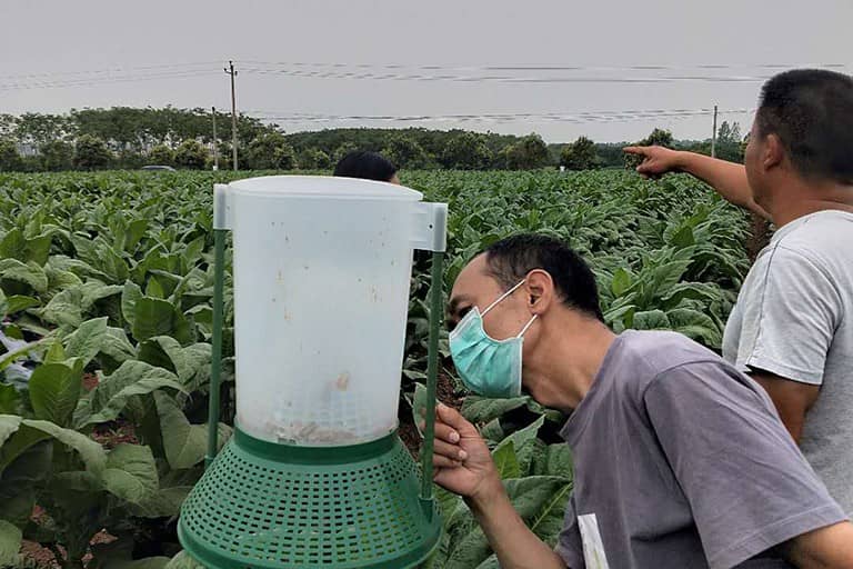 百米生物张总邓州市虫情调查