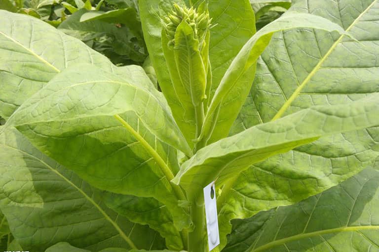 “生物导弹”安装示范