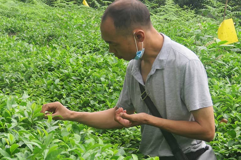 百米生物技术总监张总茶园调查虫情