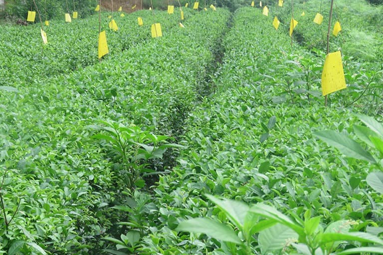 茶园扬起“小黄旗”