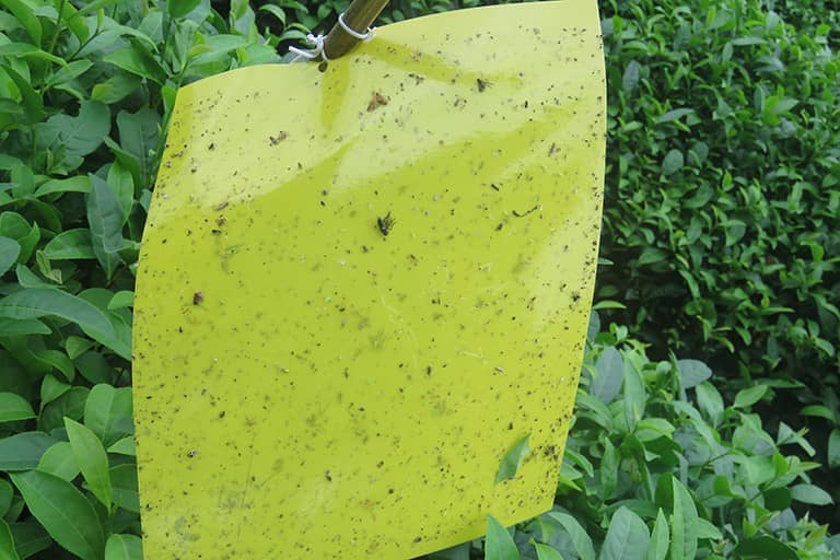 百米生物黄板诱虫效果展示