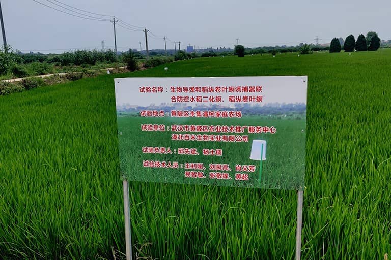 黄陂水稻试验地插排
