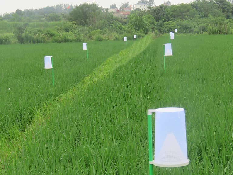 生物导弹及稻纵卷叶螟诱捕器布满水稻田