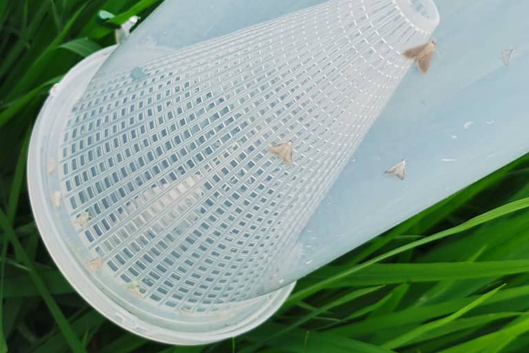 稻纵卷叶螟诱捕器诱捕效果展示